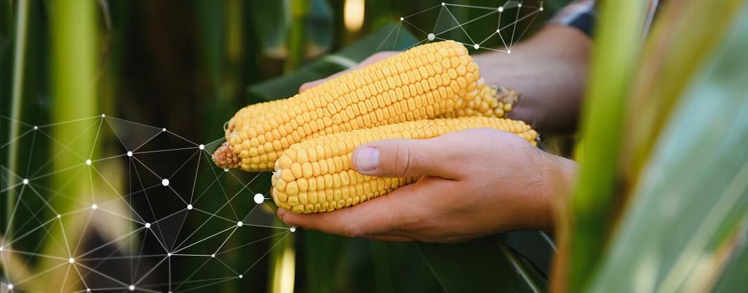 farm digitalization corn