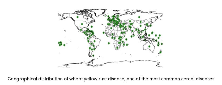 Cereal Diseases