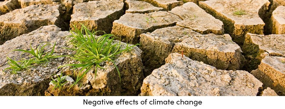 Climate Change Effects