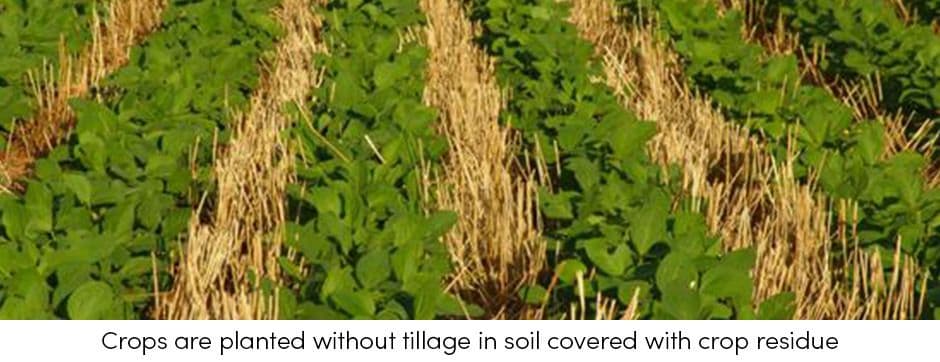 Crops without Tillage