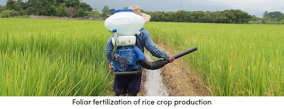 Foliar Fertilization