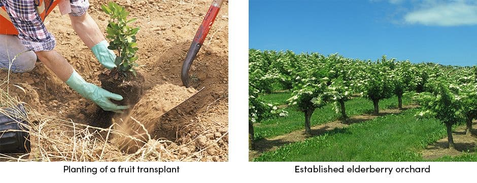 Fruit Transplant