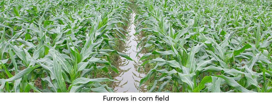 Furrows in Corn Field