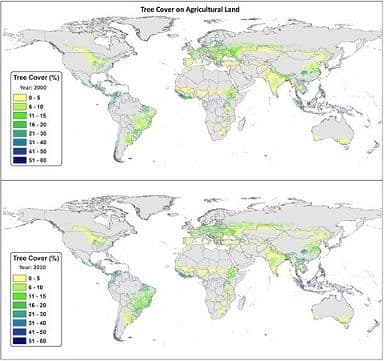 Global Tree Cover