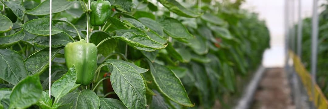 Greenhouse Farming
