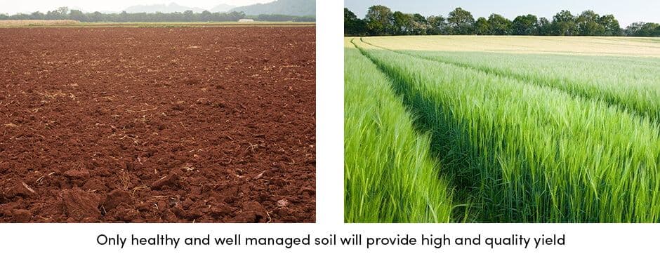 Healthy Soil