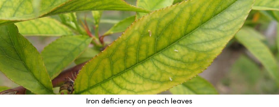 Iron Deficiency
