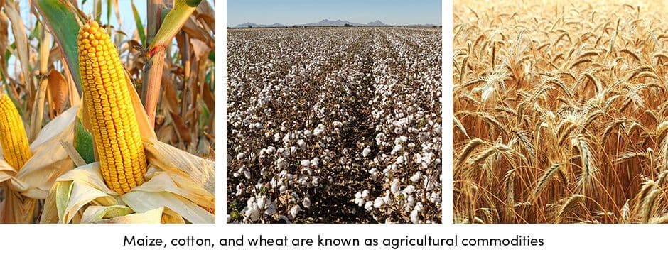 Maize Cotton Weath