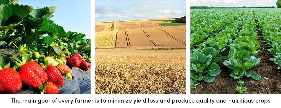 Minimize Yield Loss