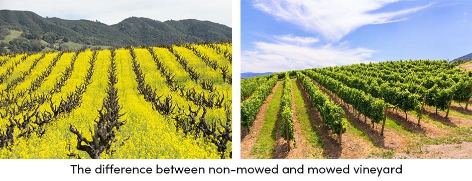 Mowed Vineyard