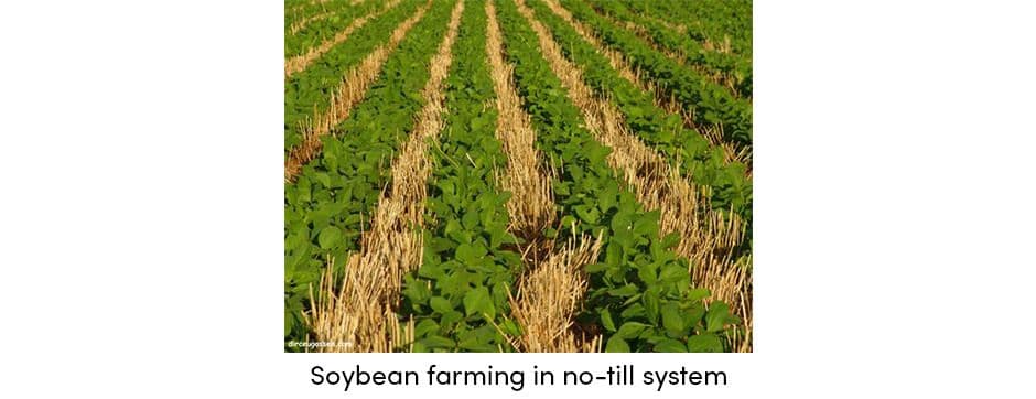 No-till Soybean