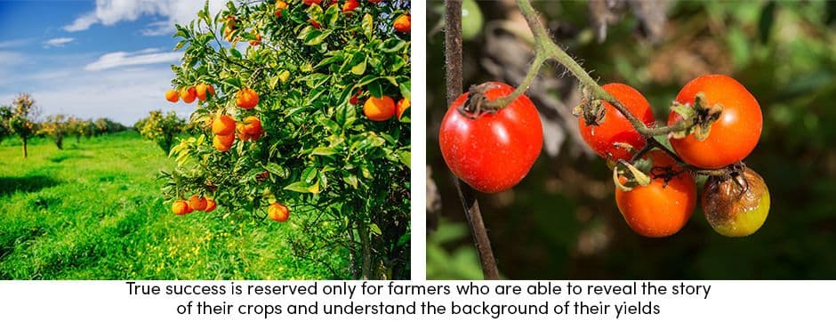 Orange Tomato