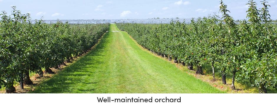 Orchard Well-Maintained