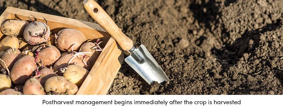 Postharvest Management