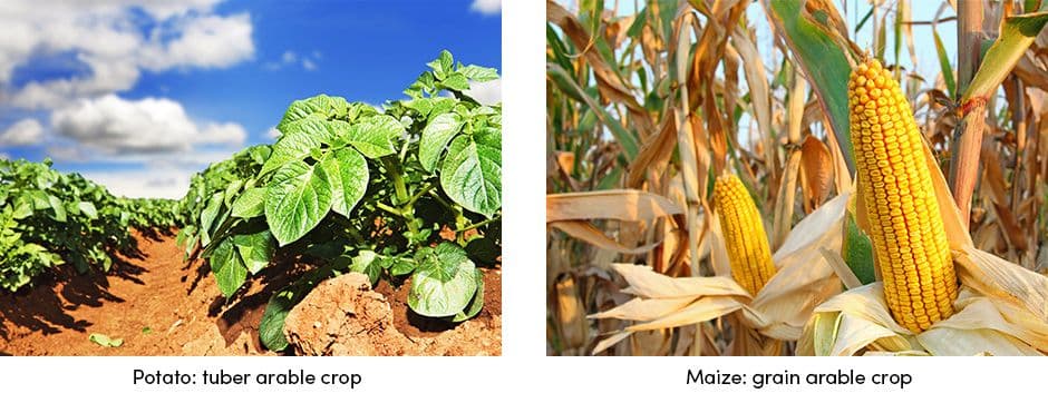 Potato Maize