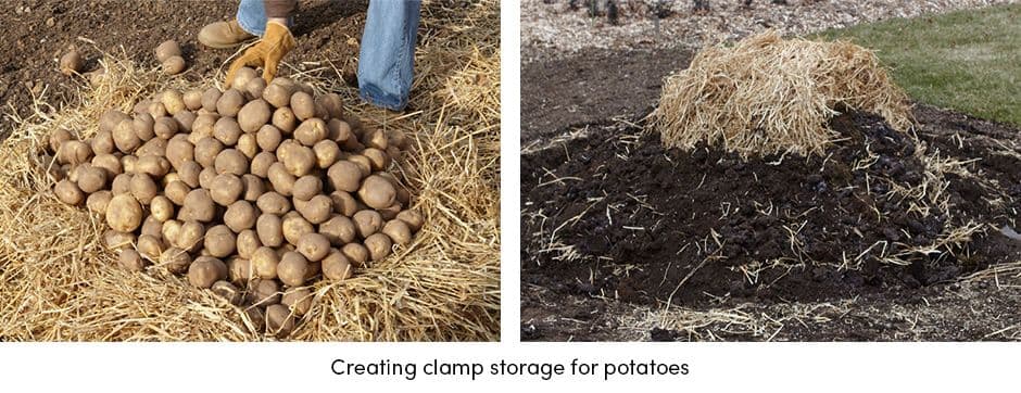 Potatoes Clamp Storage