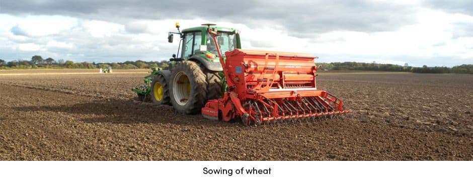 Sowing of Wheat