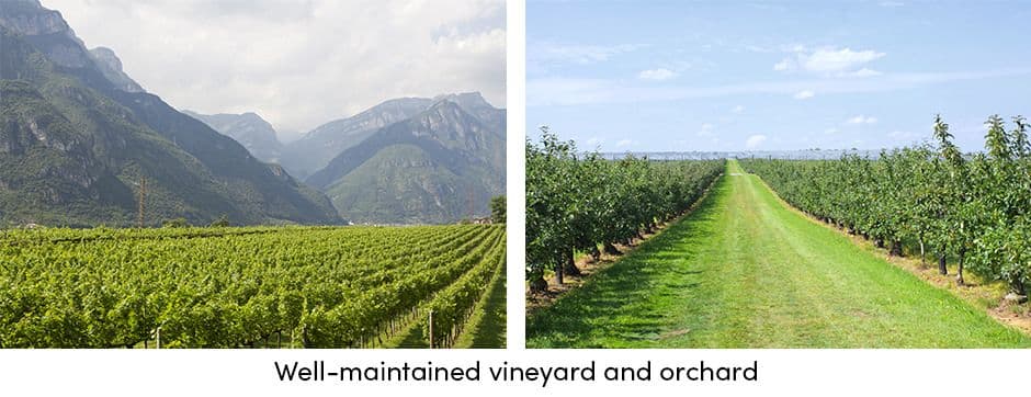 Vineyard and Orchard