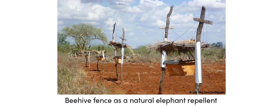 beehive fencing to ward away elephants, farming