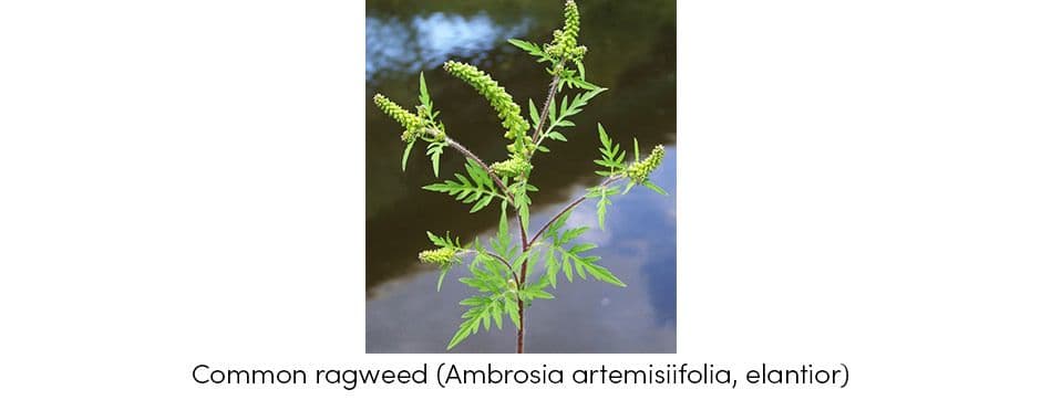 Common rogweed