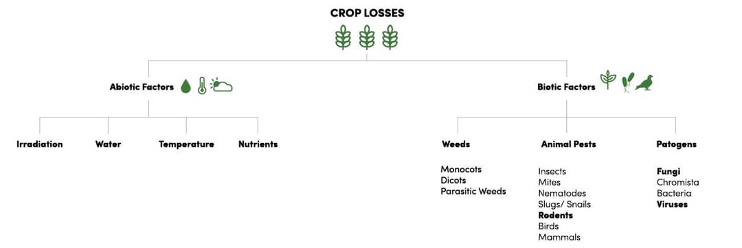 Crop loss vine graphic derived to factors of crop loss. Abiotic factors. Biotic factors. 
