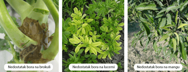 nedostatak bora