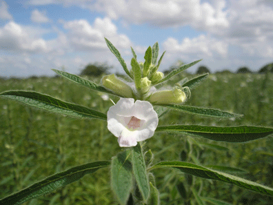 Sesame Flower In The Field