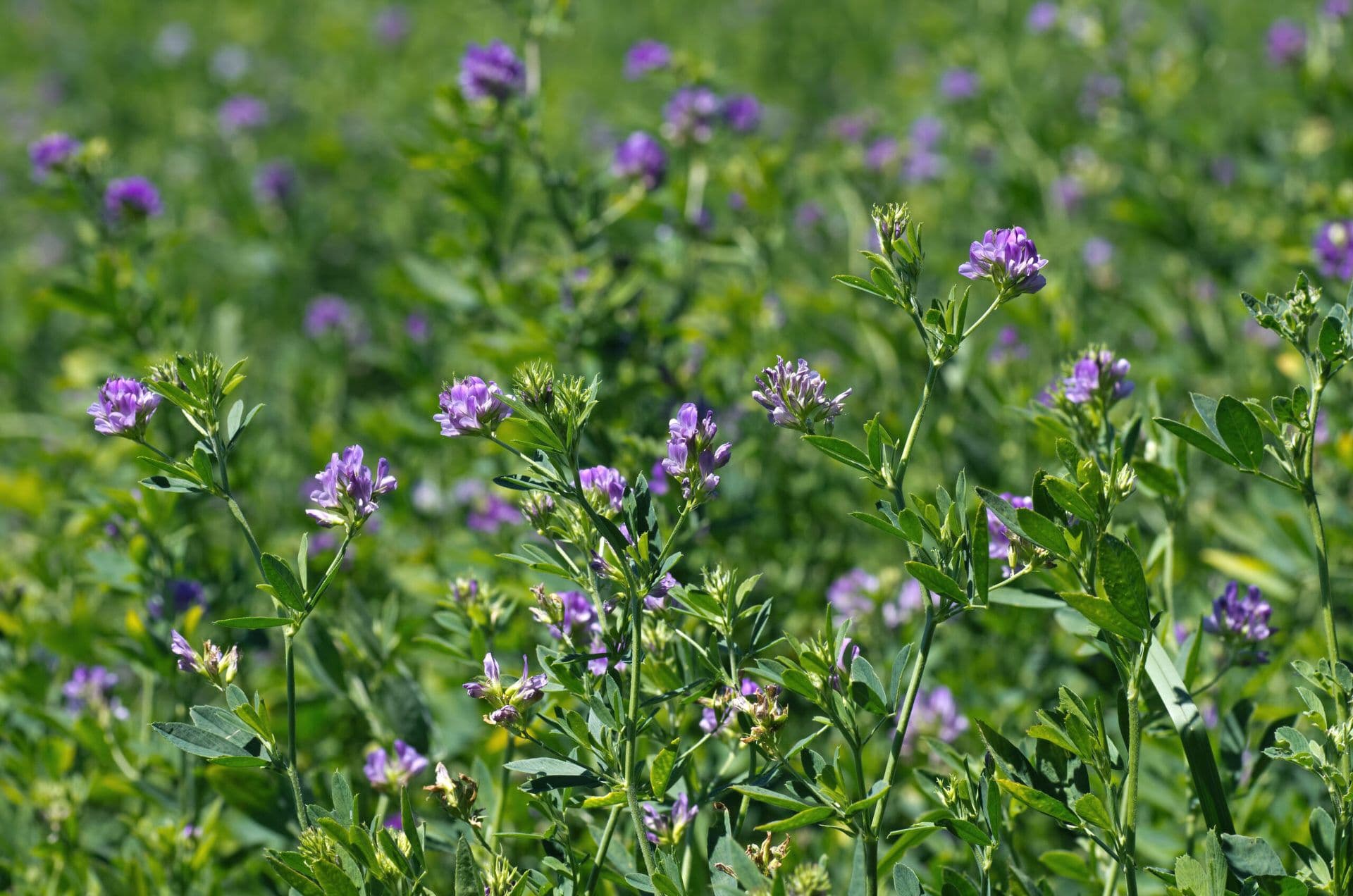 Alfalfa Pests Management With AGRIVI Farm Management System