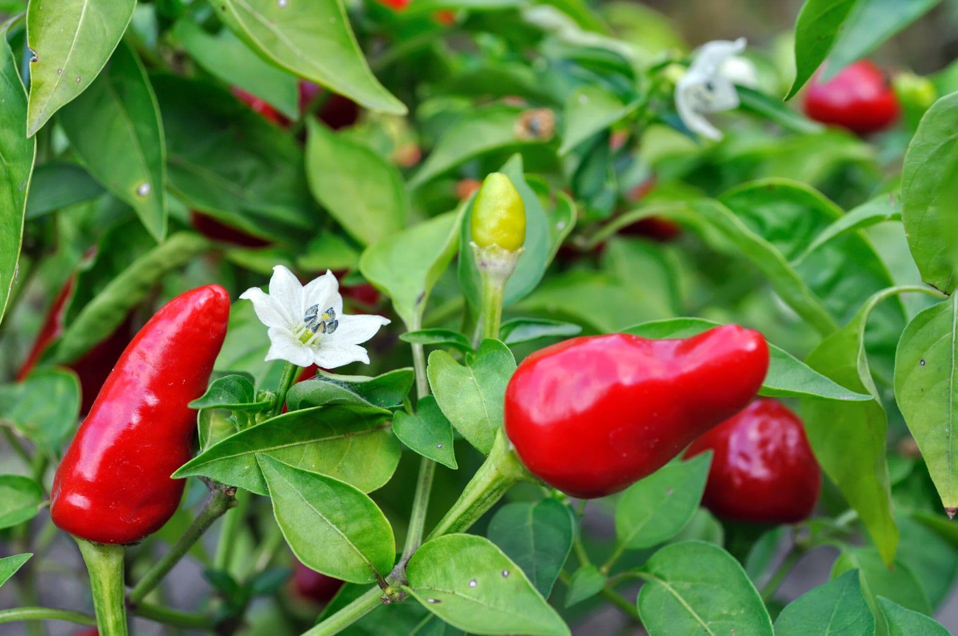 Opasan biljni patogen ugrožava proizvodnju čili paprika