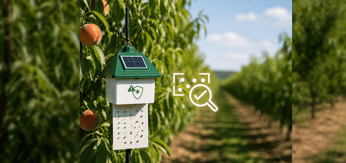 Pest Trap Detection Timing Decides Spray Economics in Specialty Crops