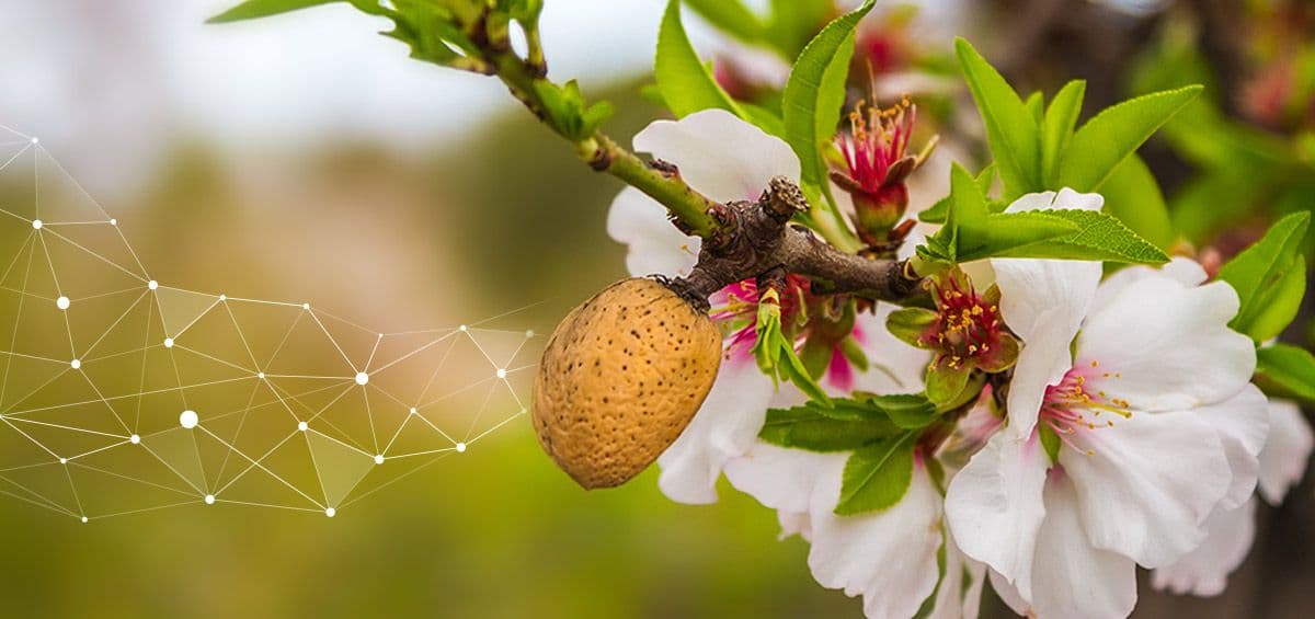 How LTD Almond Uses AGRIVI to Improve Sustainability in Almond Farming