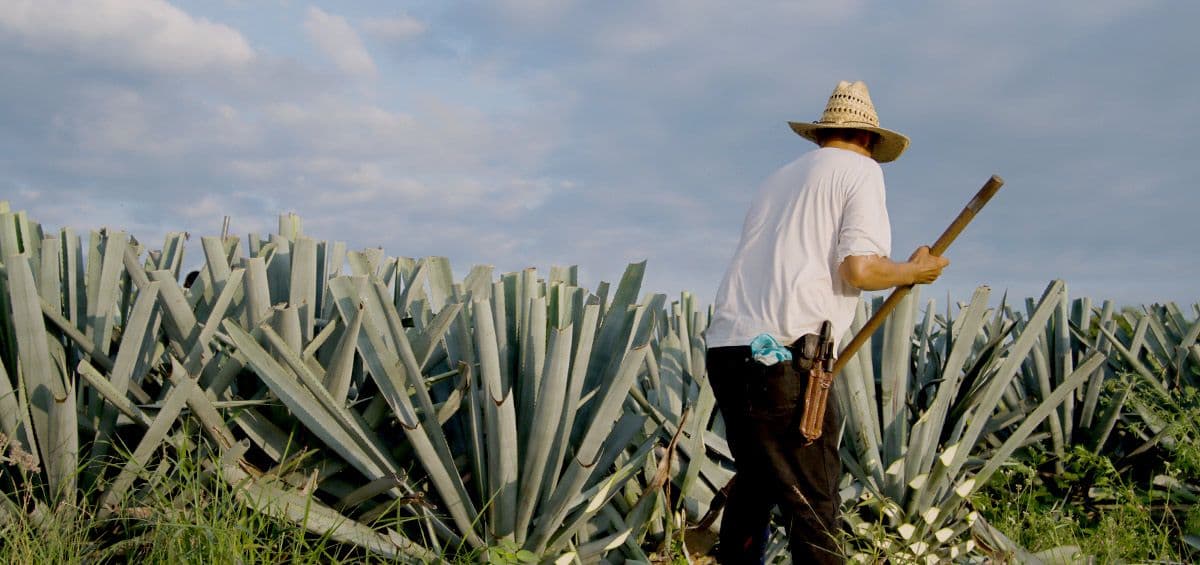 A Story from Tequila Fields: How Data is Reshaping Agave Farming in Mexico