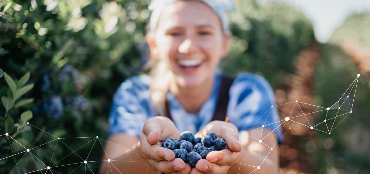 Making Berries Farm Work Operations More Efficient with AGRIVI