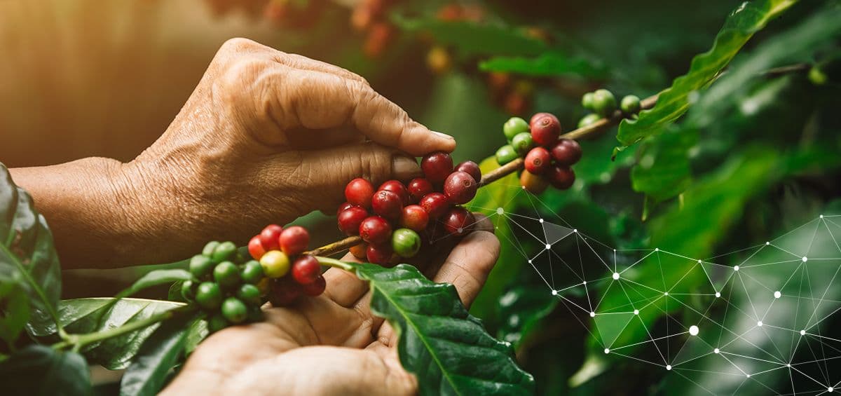 How to Efficiently Monitor the Work Execution during High Season on Coffee Plantation?