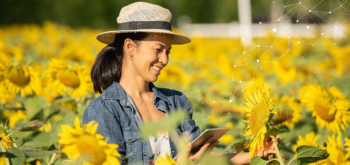 Weather Forecast as a Farmer’s Ally in Planning of Field Activities