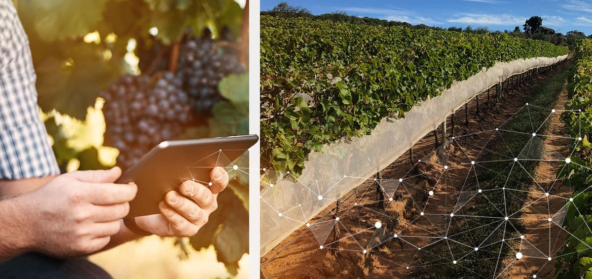 Customer Story: Implementing AGRIVI FMS into Wine Production in Brazil