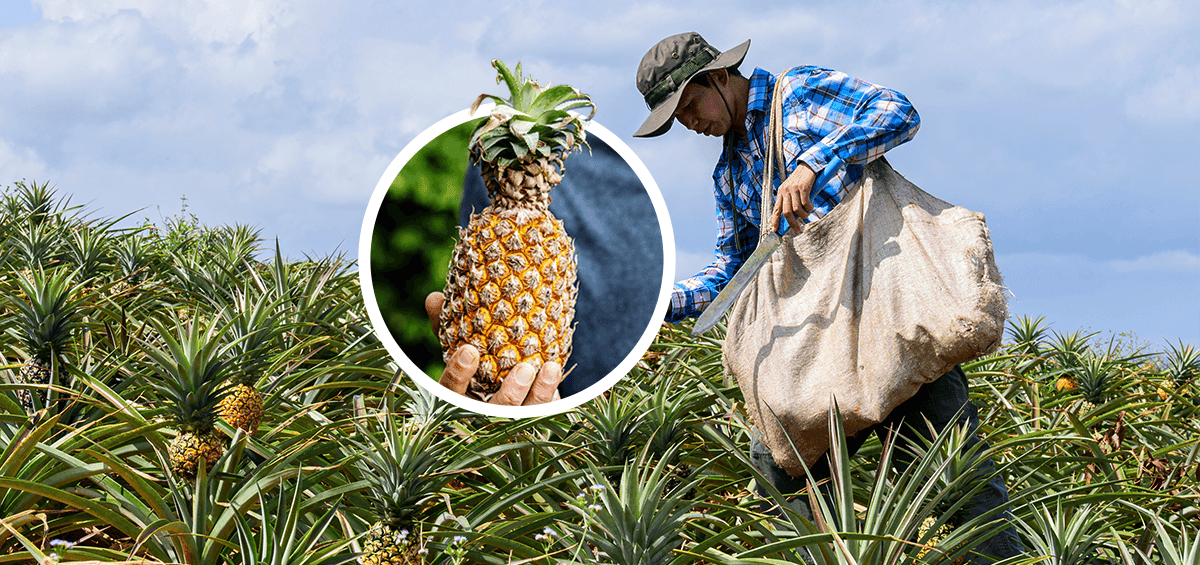 Planning Farm Work Operations on a Pineapple Farm with Farm Management Software