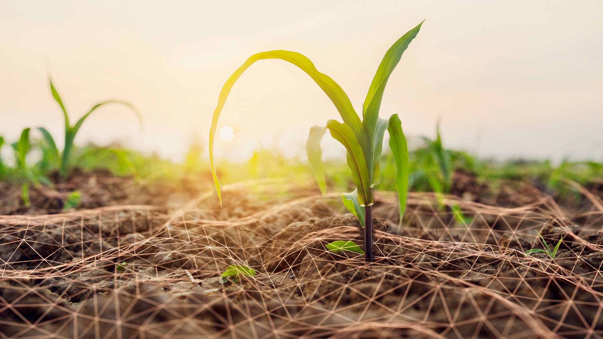 Creating a Profit Pool for Growers and Farmer Cooperatives