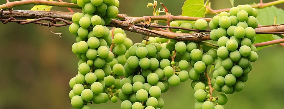 Agricultural Sprayers Manage Critical Aspects of Crop Production