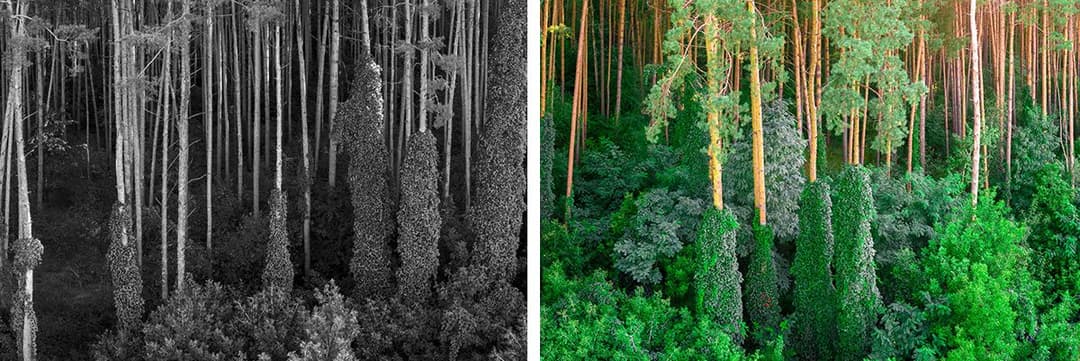 Deforestation