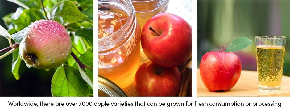 Apple Varieties