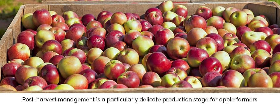 Apple Post-Harvest Management