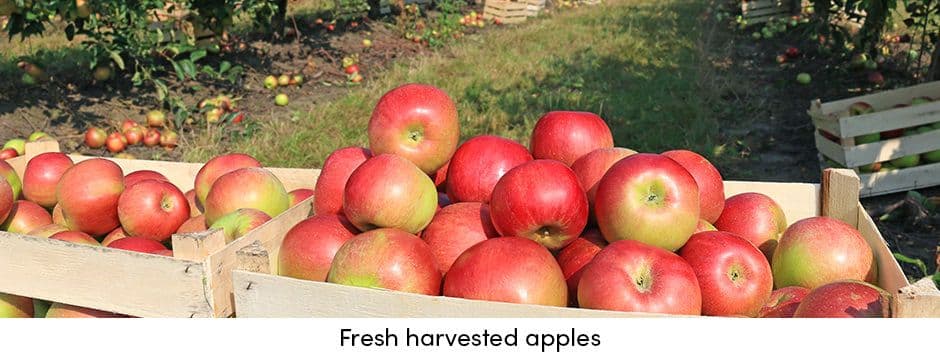 Apples Fresh Harvested