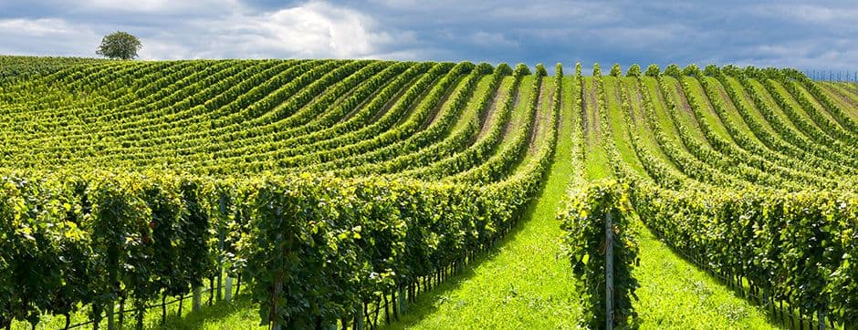 Are Present AgTech Solutions Ready to Meet the Challenges of Fruit Growers?