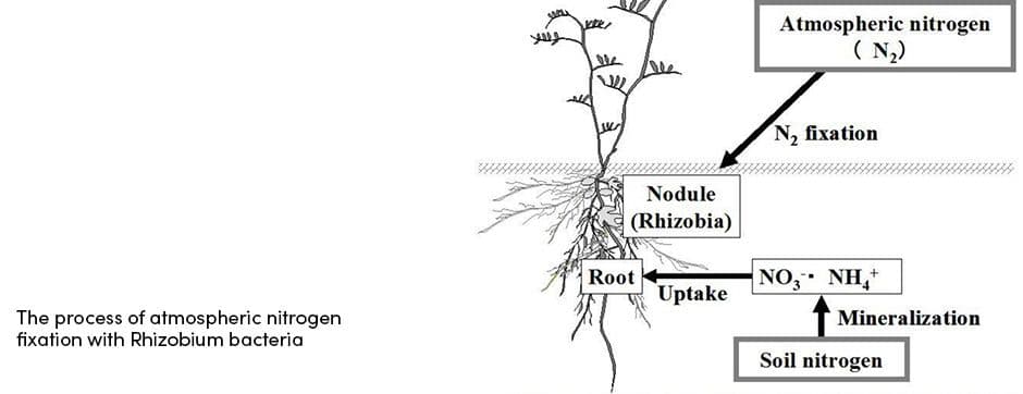 Atmospheric Nitogen