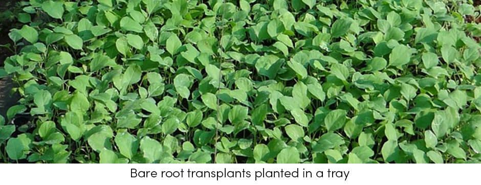 Bare Root Transplants