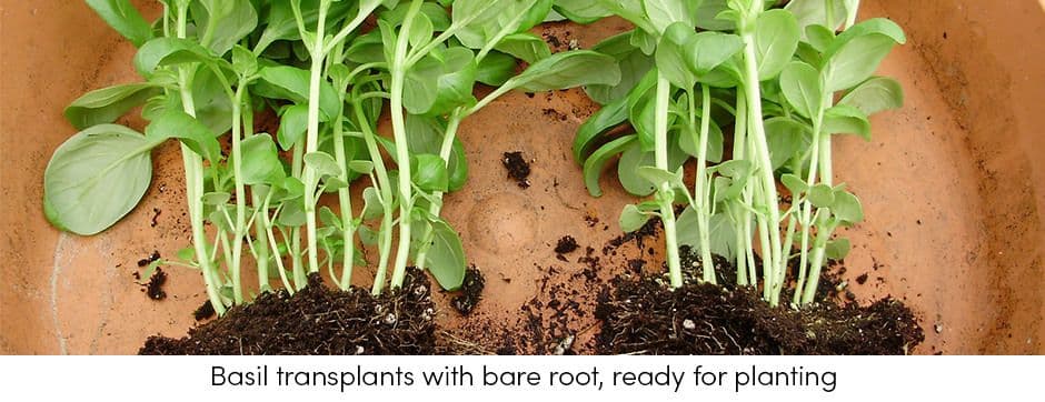 Basil Transplants