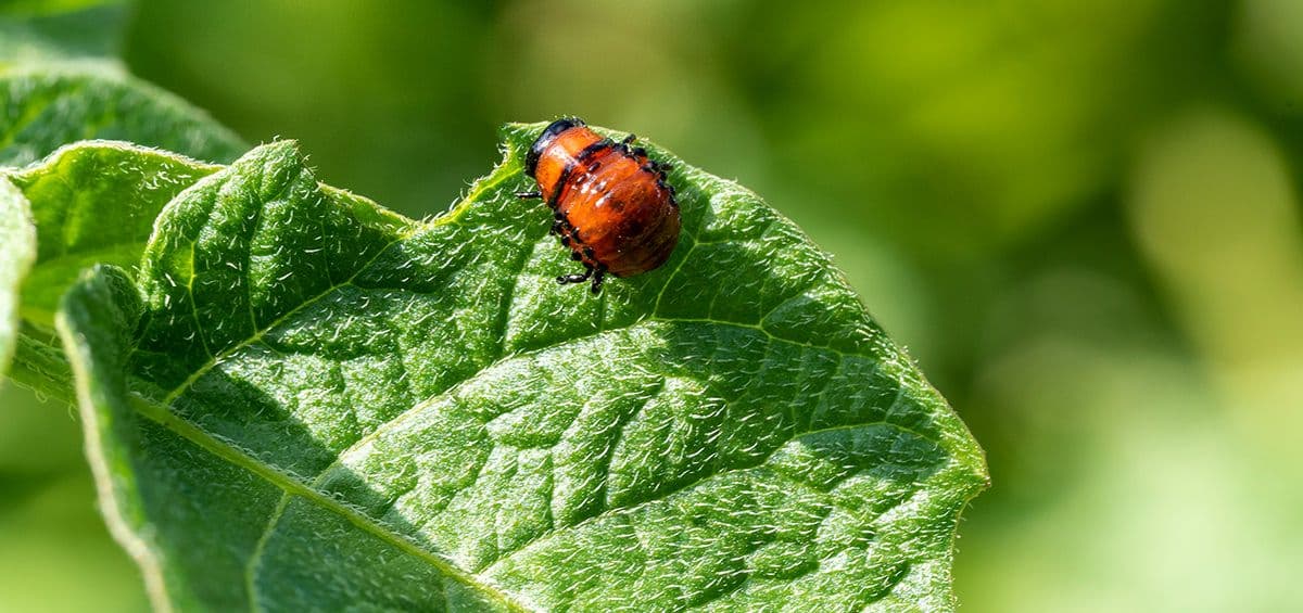3 Ways Pest Contribute to Plummeting Crop Yields