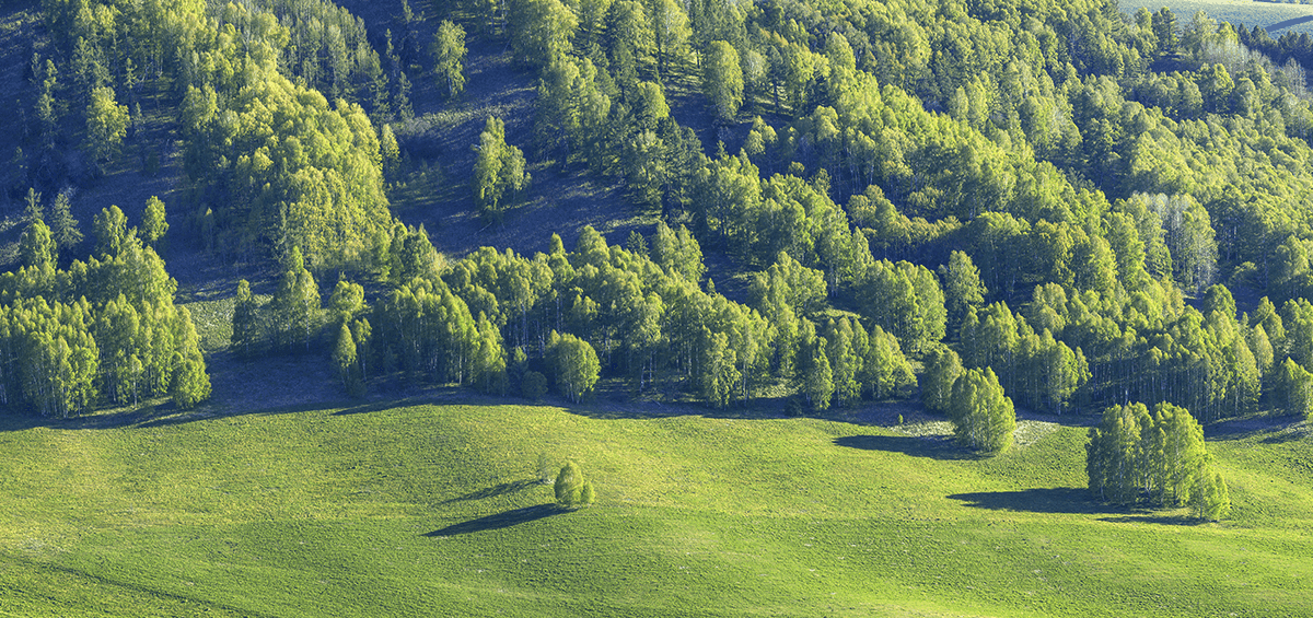 Važnost stabala za ublažavanje klimatskih promjena