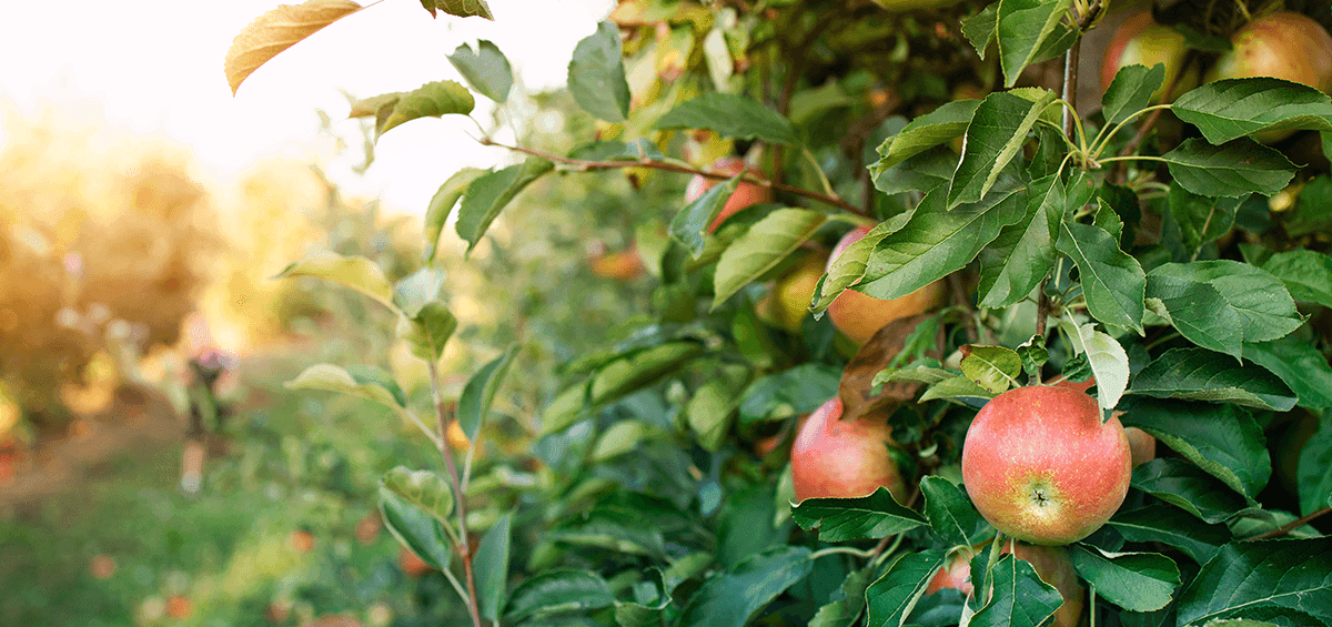 Secrets of Successful Apple Harvesting